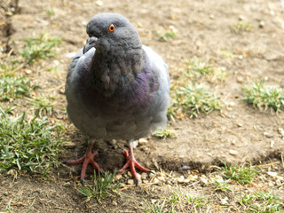 Grey sport pigeon