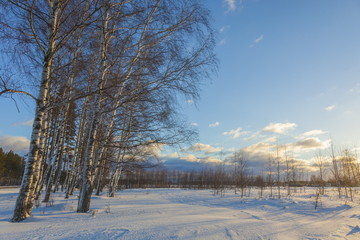 Russian Birch in the snow and blue sky