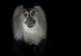 Lion Tailed macaque