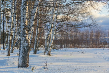 Fototapeta premium Russian Birch in the snow and blue sky