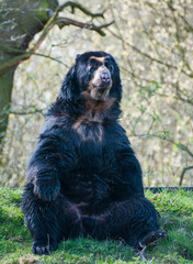 Spectacled Bear