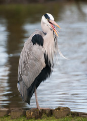 Heron