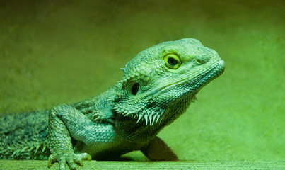 Green Lizard