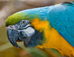 Blue and gold Macaw