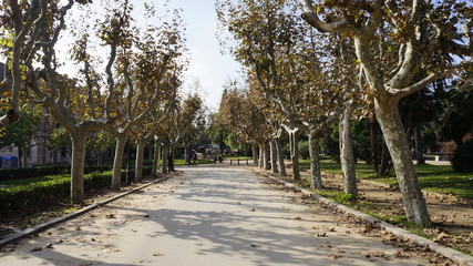 Aleja platanowa © Szymon