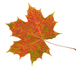 Red, green, yellow maple leaf on white background