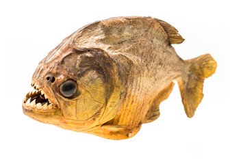 Piranha fish on isolated with white background