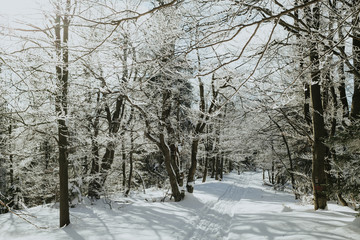 Fototapeta na wymiar path through the woods for cross-country skiing..