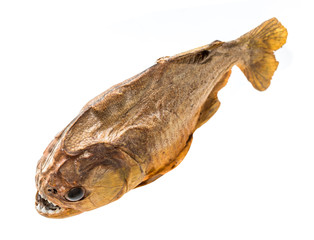 Piranha fish on isolated with white background