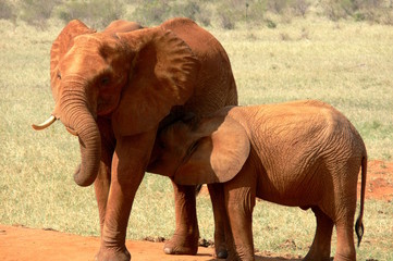 Fototapeta na wymiar Mamma elefante