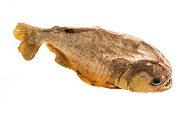 Fototapeta premium Piranha fish on isolated with white background