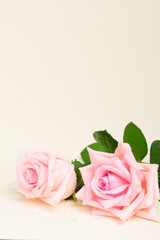Two pink blooming roses with copy space