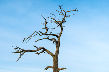 Lonely dead tree with blue sky in the background