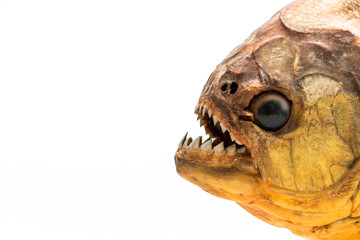 Piranha fish on isolated with white background