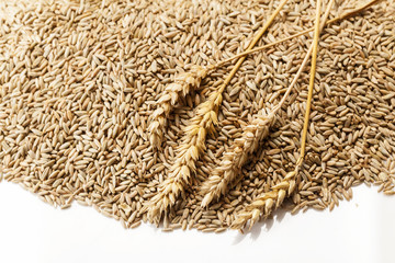 ears of wheat grain meal