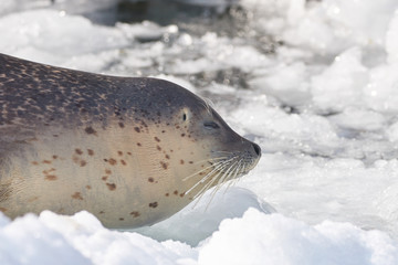 氷の上のゴマフアザラシ   © yuji_to
