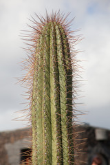 Lava landscape on Lanzarote