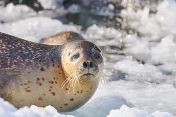 氷の上のゴマフアザラシ   © yuji_to