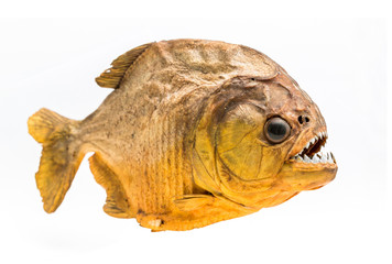 Piranha fish on isolated with white background
