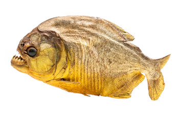 Piranha fish on isolated with white background