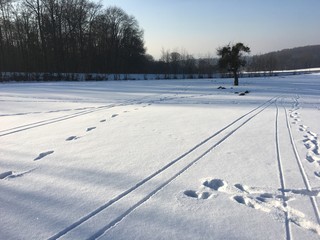 Fototapete bei efototapeten.de bestellen   