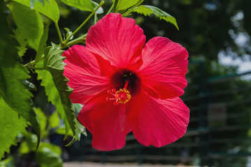 Beautiful blooming in a tropical park red hibiscus close-up. For bright vivid colorful backgrounds on any topic