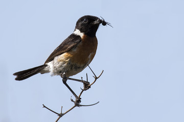 Common stone chat sit on a twig on lovely soft brown background