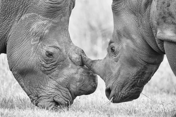 Photo sur Plexiglas Rhinocéros Gros plan d& 39 une tête de rhinocéros blanc avec une peau ridée dure