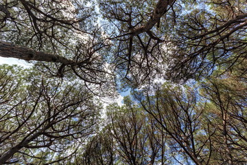 Pinewood forest, Cecina, Tuscany, Italy