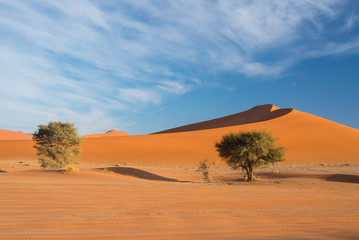 Naklejka premium The scenic Sossusvlei and Deadvlei, clay and salt pan with braided Acacia trees surrounded by majestic sand dunes. Namib Naukluft National Park, visitor attraction and travel destination in Namibia.