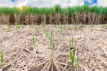 sugarcane field