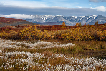 Plakaty  A field of cotton grass on a background of autumn mountains. Polar Urals. Russia.