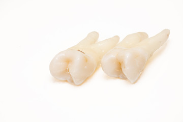 human teeth close-up