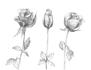 Hand drawn romantic roses