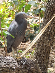 Aigrette sacrée (Egretta sacra)