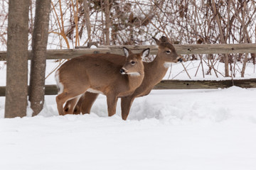 Yearling Whitetail Deer Fawns in the Snow