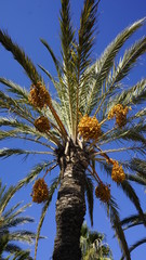 Palma daktylowa z owocami na błękitnym niebie. © Szymon