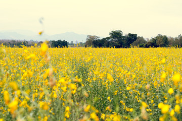Fototapeta premium Rapeseed field, Blooming canola flowers close up. Rape on the fi