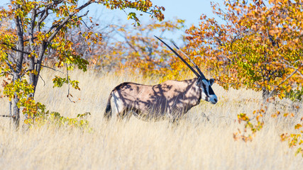 Close up and portrait of a cute Wild Dog or Lycaon lying down in the bush. Wildlife Safari in...