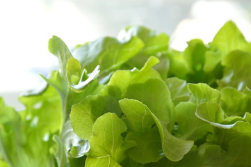 green oak fresh vegetable harvesting in farm