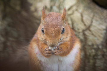 Squirrel eating