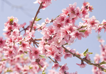 Peach flowers on sky