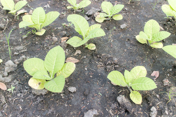 Common tobacco is an herbaceous plant