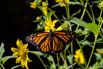 Monarch Butterfly