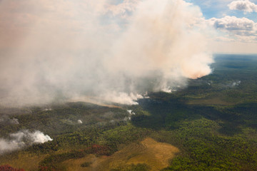 Wildfire in forest, top view