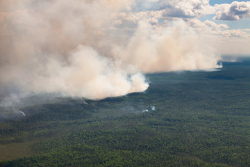 Fototapeta na wymiar Wildfire in forest, top view