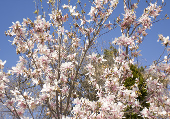 Branches with magnolia flowers