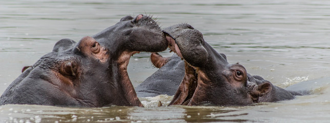 Hippos playing