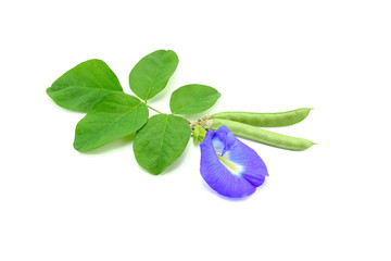 Butterfly pea with seeds isolated on white background