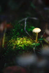 glowing mushrom on woodlog